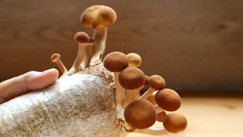 Health Benefits of Mycelium