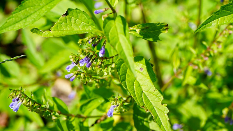 Health Benefits of Skullcap