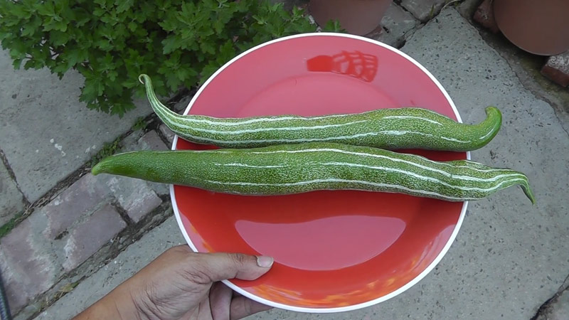 Health Benefits of Snake Gourd