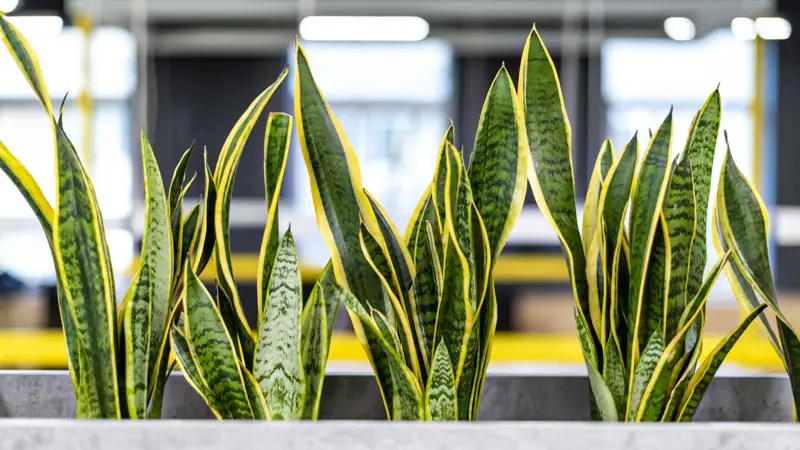 Health Benefits of Snake Plant