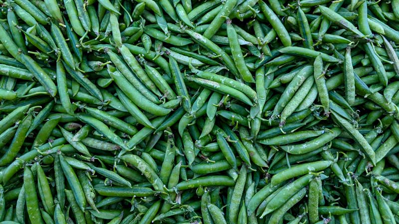 Health Benefits of Snap Peas