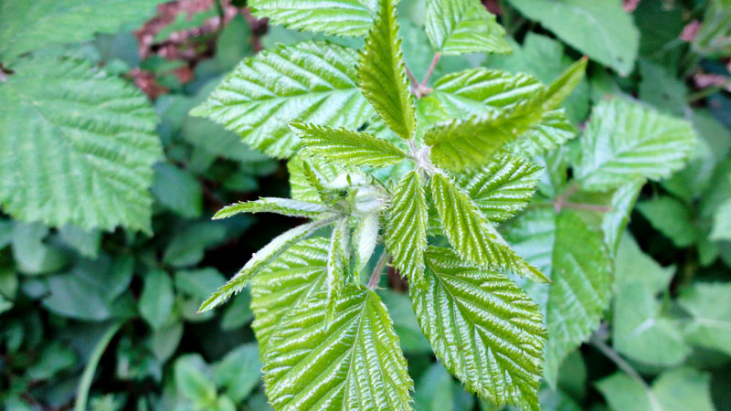 Health Benefits of Stinging Nettle