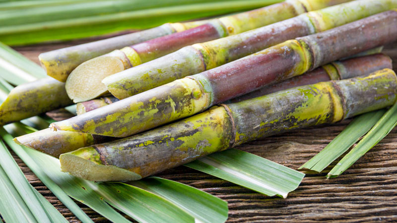 Health Benefits of Sugarcane