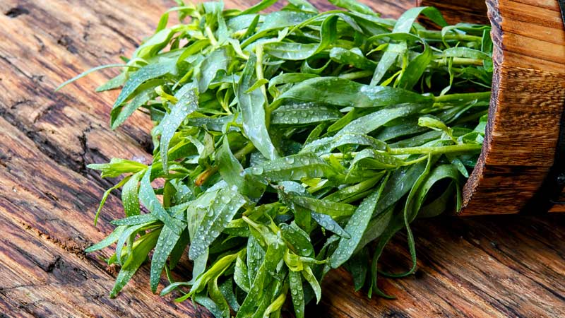 Health Benefits of Tarragon