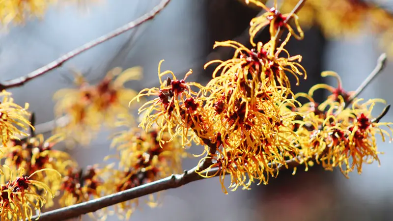 Health Benefits of Witch Hazel