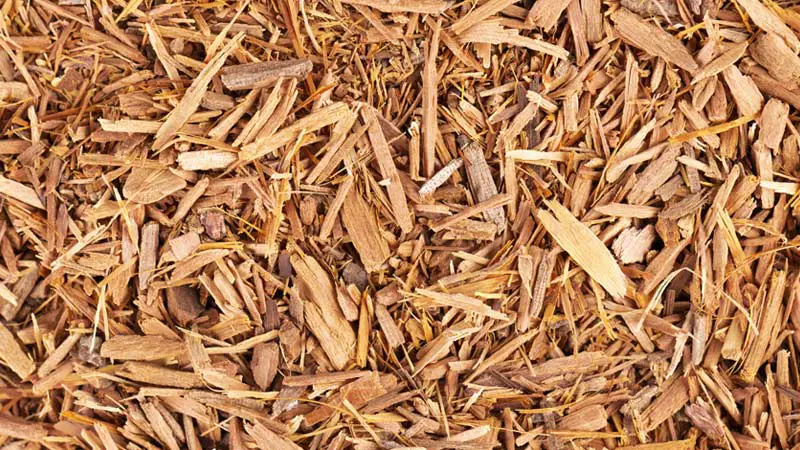 Health Benefits of Yohimbe
