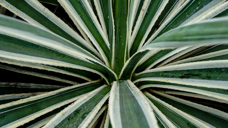 Health Benefits of Yucca
