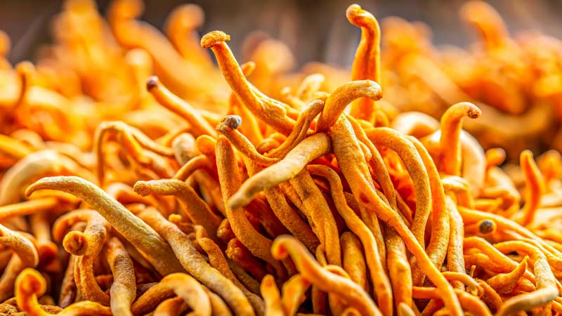 Health Benefits of Cordyceps