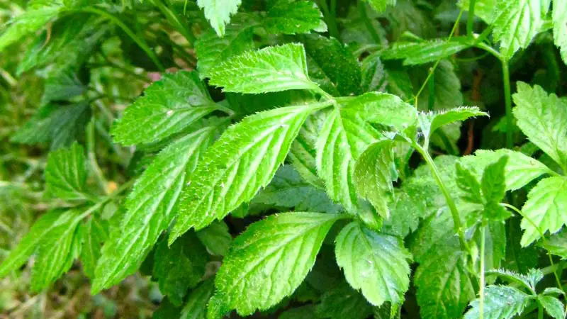 Health Benefits of Gynostemma