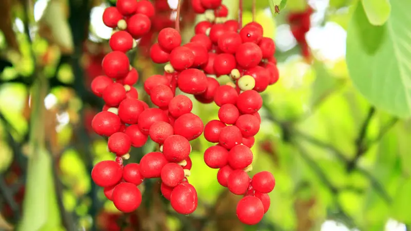 Health Benefits of Schisandra