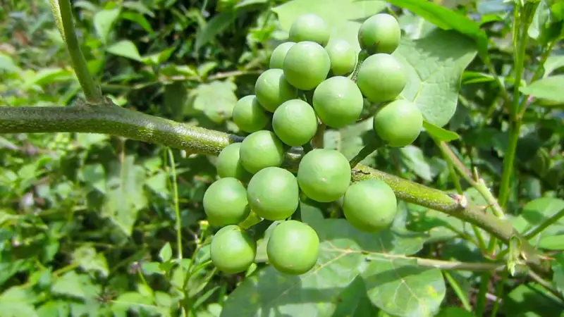 Health Benefits of Turkey Berry