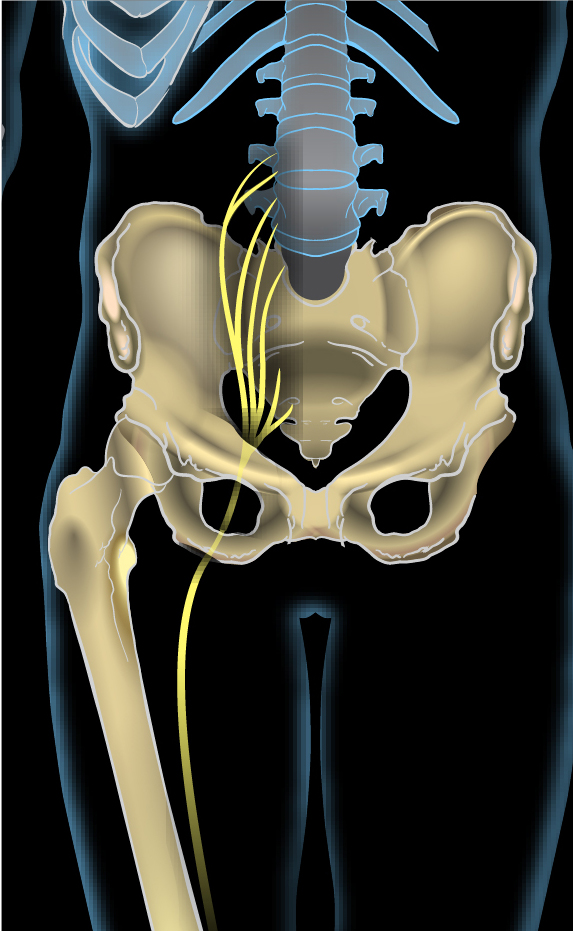 Sciatic Nerve