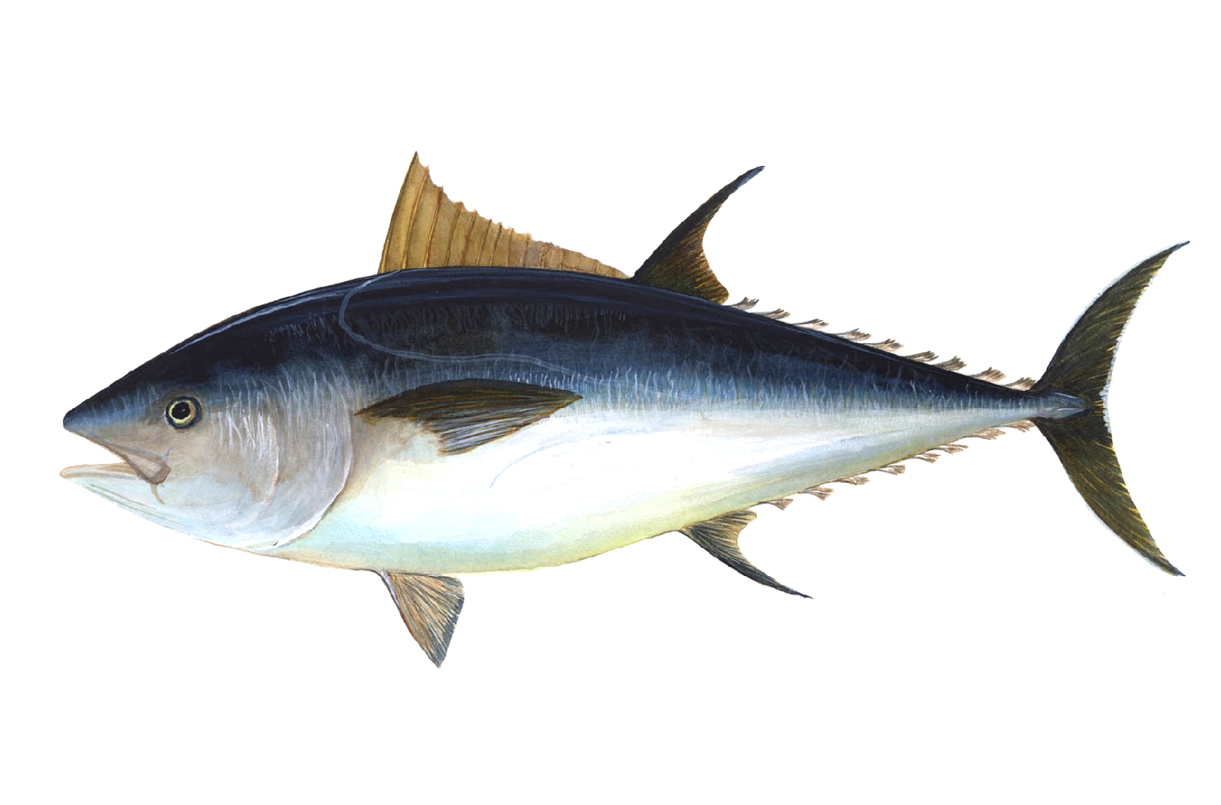 Oily fish