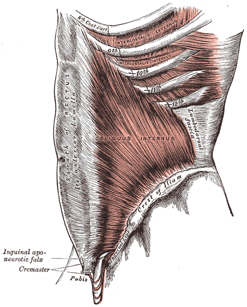 Fascia